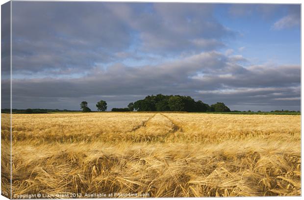 Warm sunlight and rainclouds over field of Barley. Canvas Print by Liam Grant
