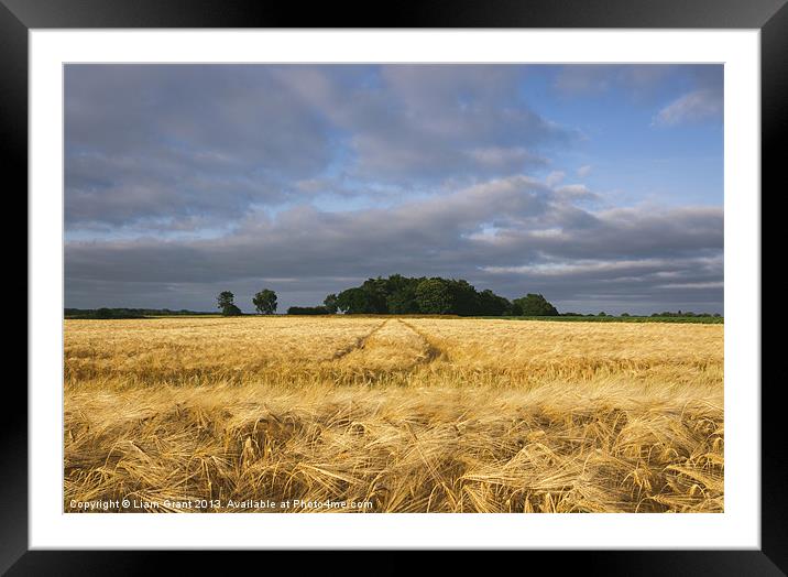 Warm sunlight and rainclouds over field of Barley. Framed Mounted Print by Liam Grant