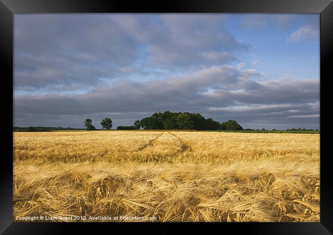 Warm sunlight and rainclouds over field of Barley. Framed Print by Liam Grant