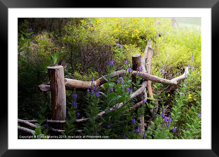 Wildflower Fence  Misc  Framed Mounted Print by Elaine Manley