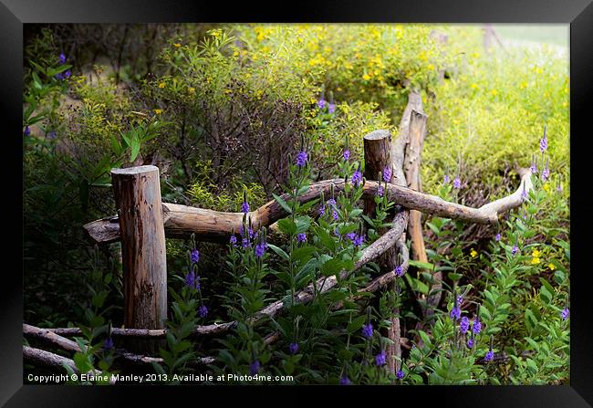 Wildflower Fence  Misc  Framed Print by Elaine Manley