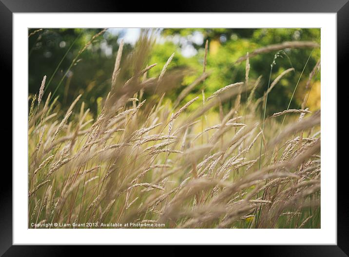 Wild grass detail. Norfolk, UK Framed Mounted Print by Liam Grant