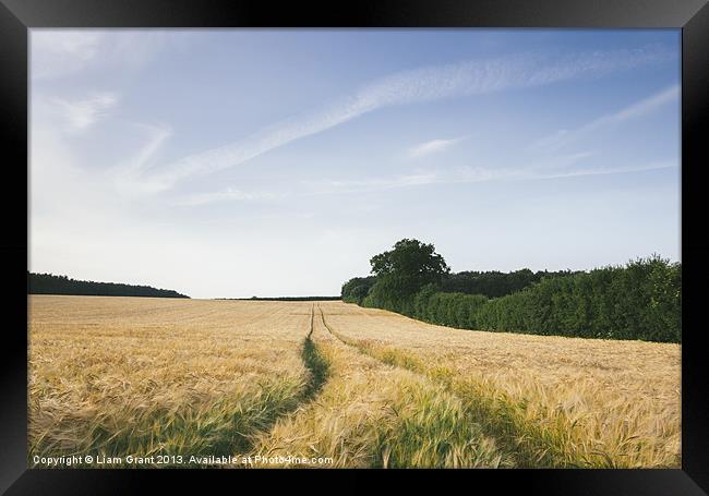 Sunset over barley field and track. West Lexham, N Framed Print by Liam Grant