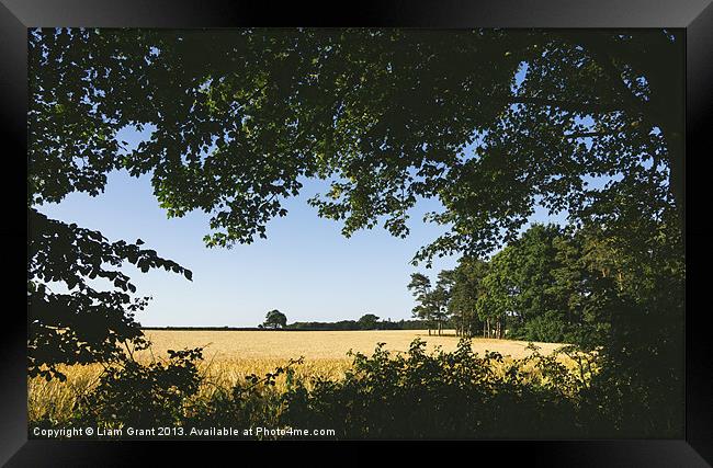 Field of barley framed with nature. Framed Print by Liam Grant