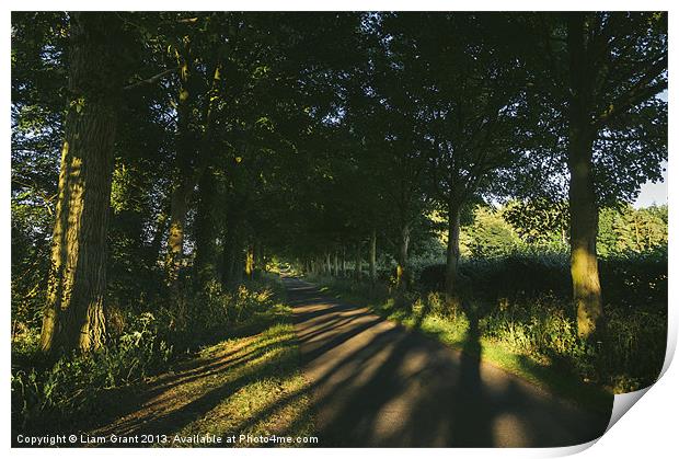 Evening sunlight on a remote treelined country lan Print by Liam Grant