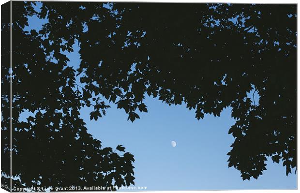 Moon in sky framed with Sycamore tree leaves. Norf Canvas Print by Liam Grant