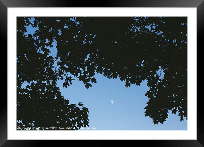 Moon in sky framed with Sycamore tree leaves. Norf Framed Mounted Print by Liam Grant