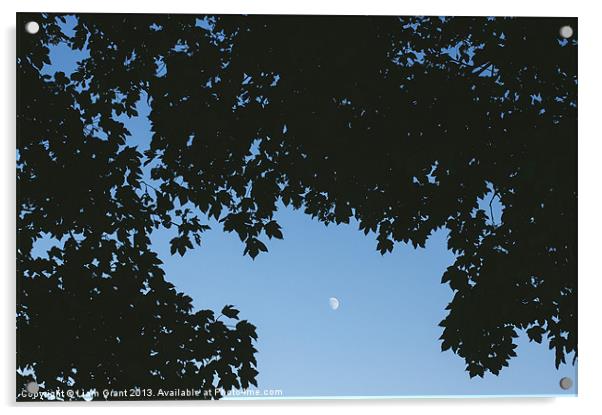 Moon in sky framed with Sycamore tree leaves. Norf Acrylic by Liam Grant