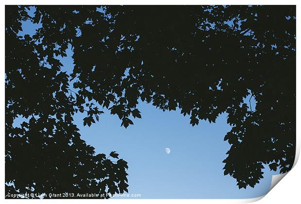 Moon in sky framed with Sycamore tree leaves. Norf Print by Liam Grant