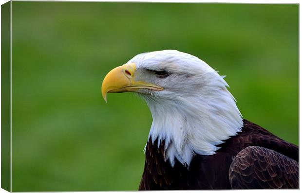 Portrait of a Bald Eagle Canvas Print by Kathleen Stephens