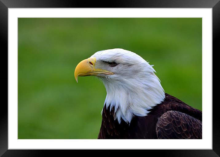 Portrait of a Bald Eagle Framed Mounted Print by Kathleen Stephens