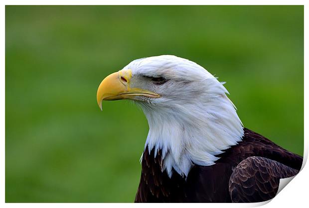Portrait of a Bald Eagle Print by Kathleen Stephens