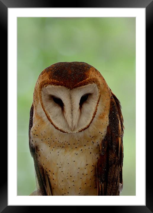 Portrait of a Barn Owl Framed Mounted Print by Kathleen Stephens