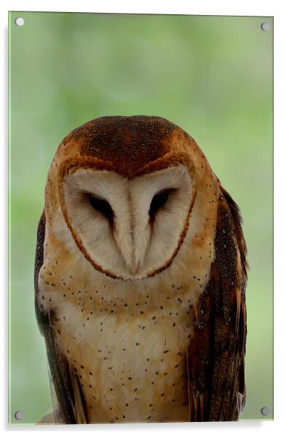 Portrait of a Barn Owl Acrylic by Kathleen Stephens