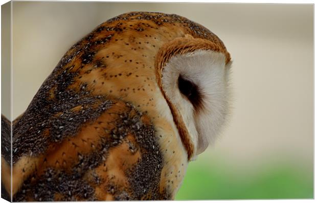 Profile of a Barn Owl Canvas Print by Kathleen Stephens