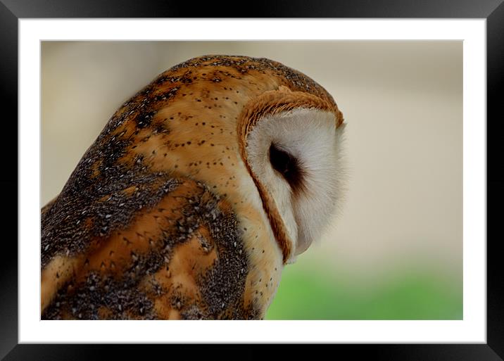 Profile of a Barn Owl Framed Mounted Print by Kathleen Stephens