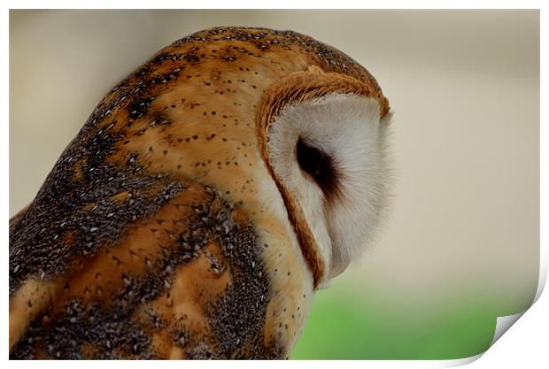 Profile of a Barn Owl Print by Kathleen Stephens