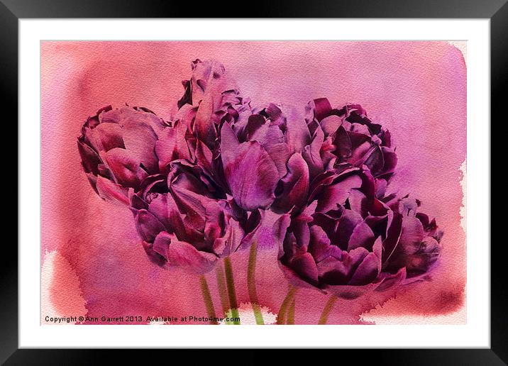 Watercolour Tulips Framed Mounted Print by Ann Garrett