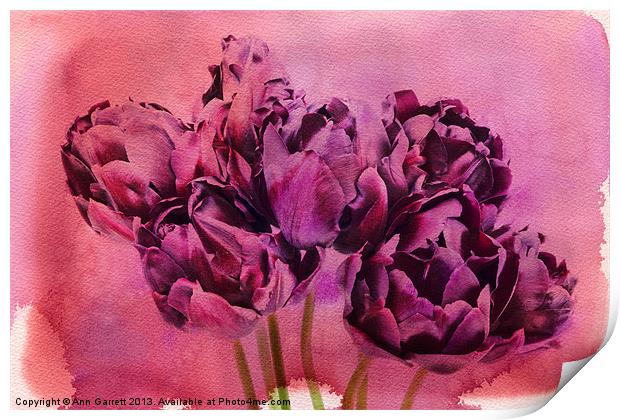 Watercolour Tulips Print by Ann Garrett