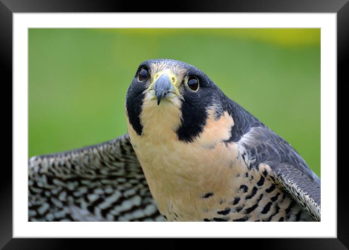 Portrait of a Peregrine Falcon Framed Mounted Print by Kathleen Stephens