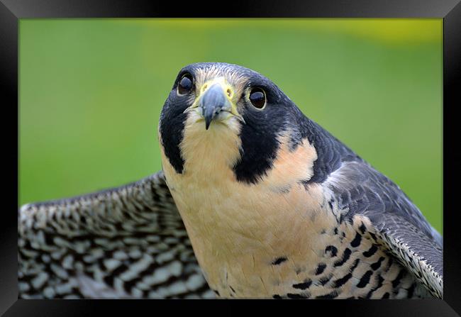 Portrait of a Peregrine Falcon Framed Print by Kathleen Stephens
