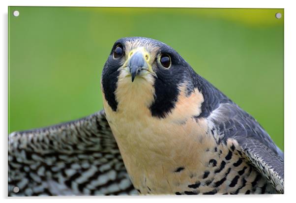 Portrait of a Peregrine Falcon Acrylic by Kathleen Stephens