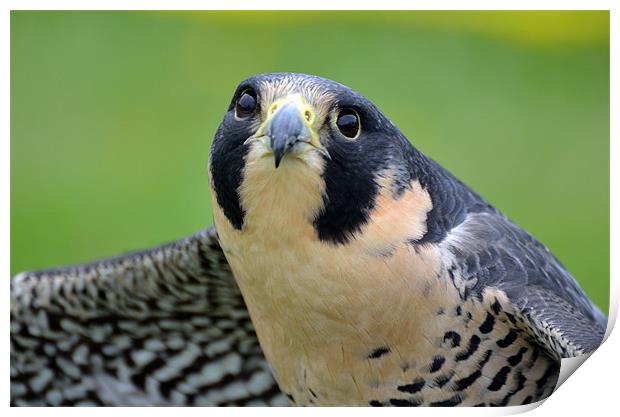 Portrait of a Peregrine Falcon Print by Kathleen Stephens