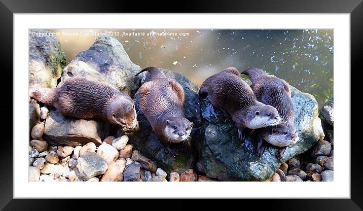 Otters Framed Mounted Print by Sharon Lisa Clarke