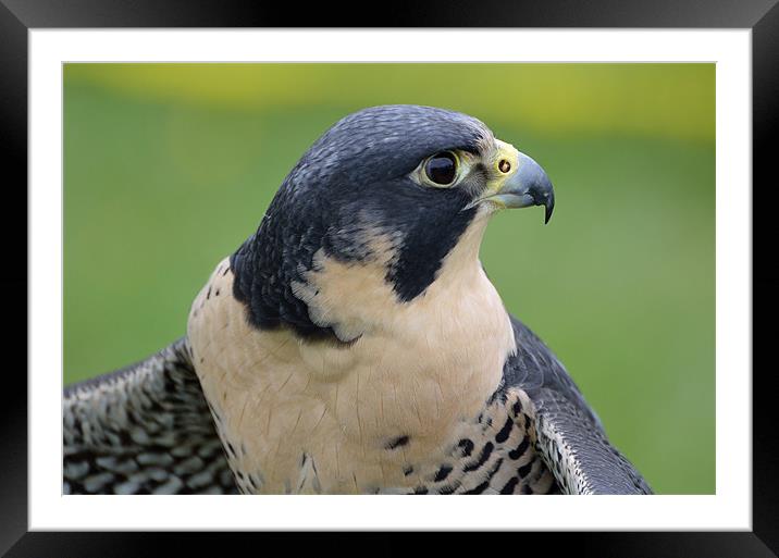 Profile of a Peregrine Falcon Framed Mounted Print by Kathleen Stephens