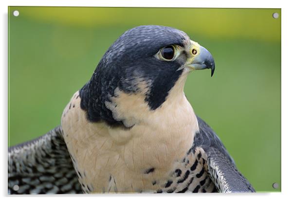 Profile of a Peregrine Falcon Acrylic by Kathleen Stephens