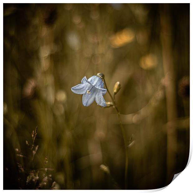 Harebell Print by Douglas McMann