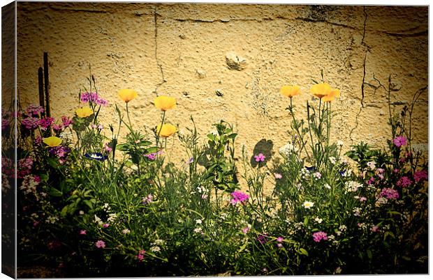 Cottage Garden Canvas Print by Steve Purnell