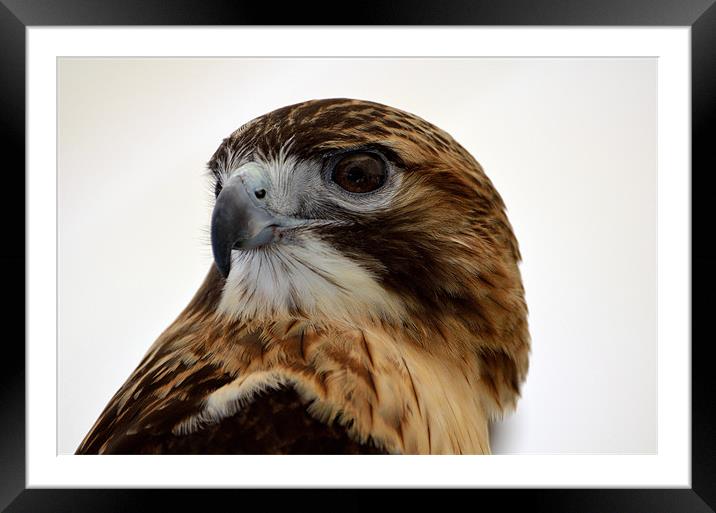 Portrait of a Red Tailed Hawk Framed Mounted Print by Kathleen Stephens