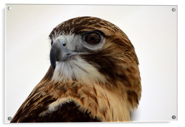 Portrait of a Red Tailed Hawk Acrylic by Kathleen Stephens