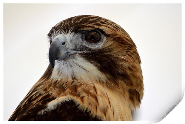 Portrait of a Red Tailed Hawk Print by Kathleen Stephens