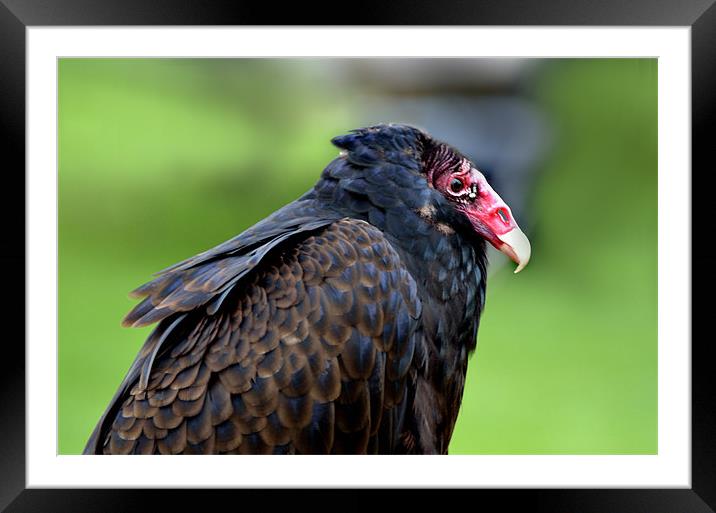 Profile of a Turkey Buzzard Framed Mounted Print by Kathleen Stephens