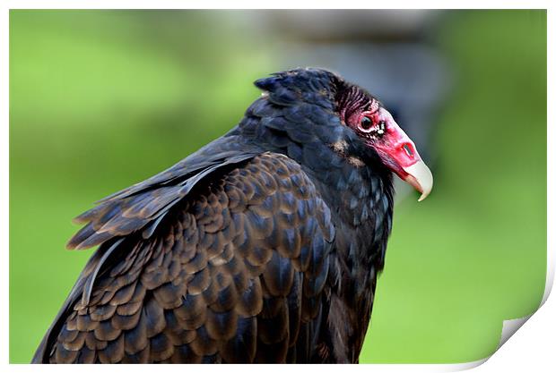 Profile of a Turkey Buzzard Print by Kathleen Stephens