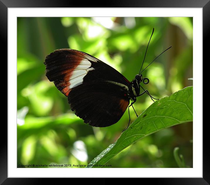 Butterfly Framed Mounted Print by michelle whitebrook