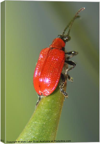 Red lily beetle Canvas Print by Mark Cake