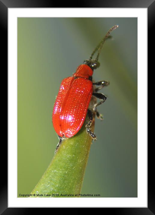 Red lily beetle Framed Mounted Print by Mark Cake