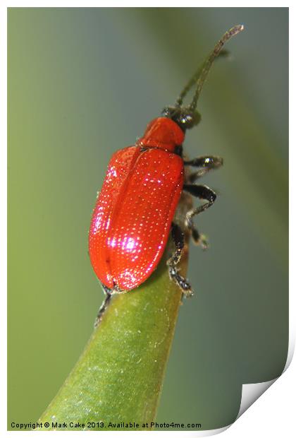 Red lily beetle Print by Mark Cake