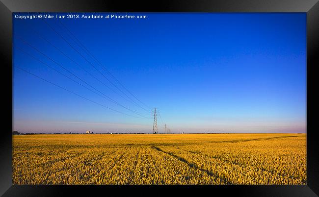 Golden Corn fields of Kent Framed Print by Thanet Photos