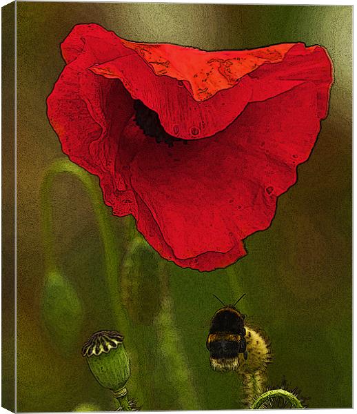 Bumble Bee and Poppy Canvas Print by Bill Simpson