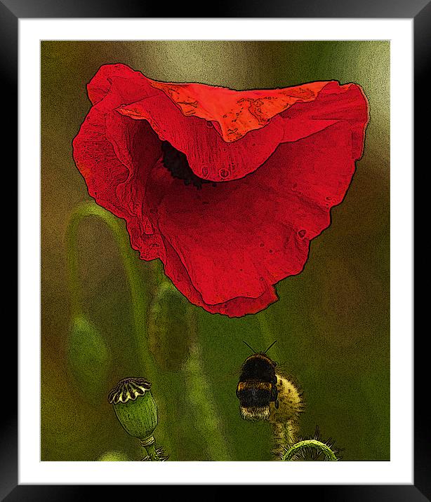 Bumble Bee and Poppy Framed Mounted Print by Bill Simpson