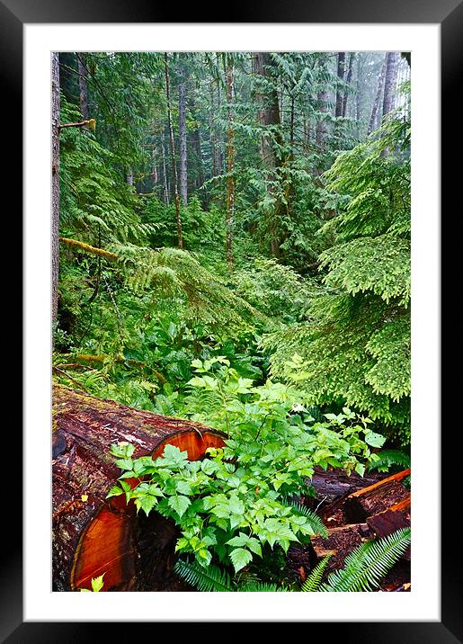 h red cedarThe Rain Forest Framed Mounted Print by David Davies