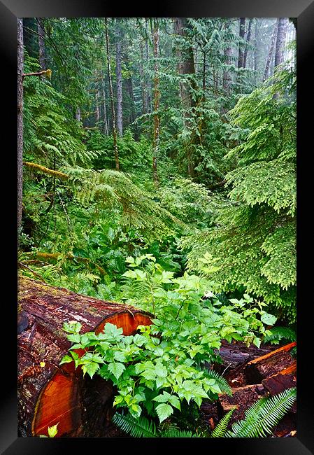 h red cedarThe Rain Forest Framed Print by David Davies