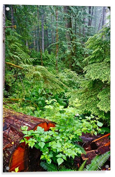 h red cedarThe Rain Forest Acrylic by David Davies
