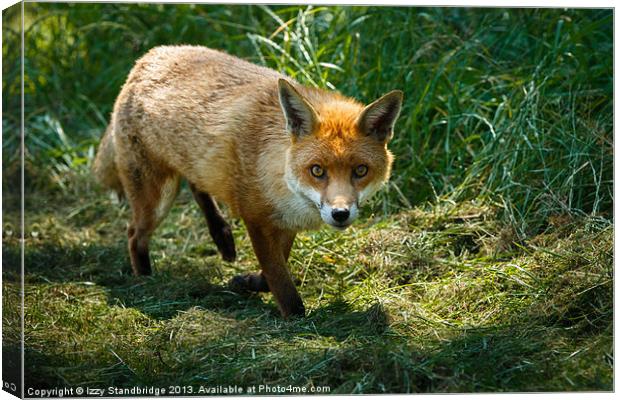 Fox in the grass Canvas Print by Izzy Standbridge