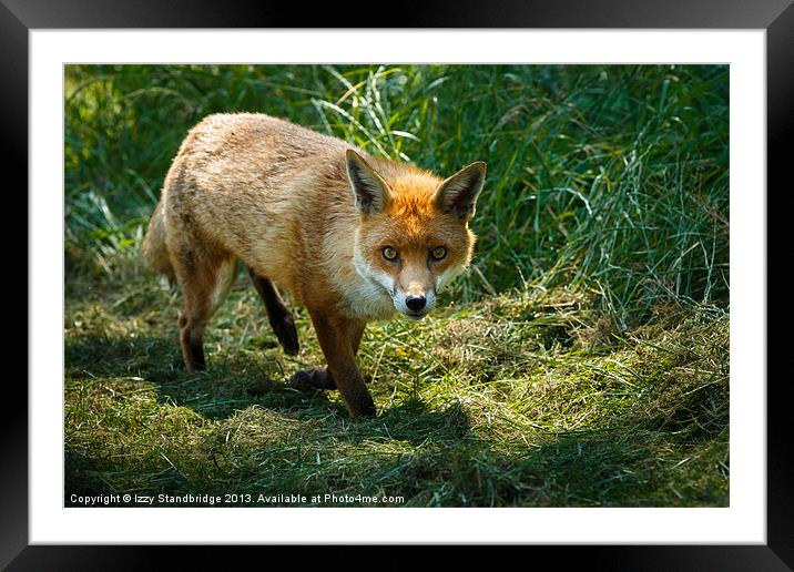 Fox in the grass Framed Mounted Print by Izzy Standbridge