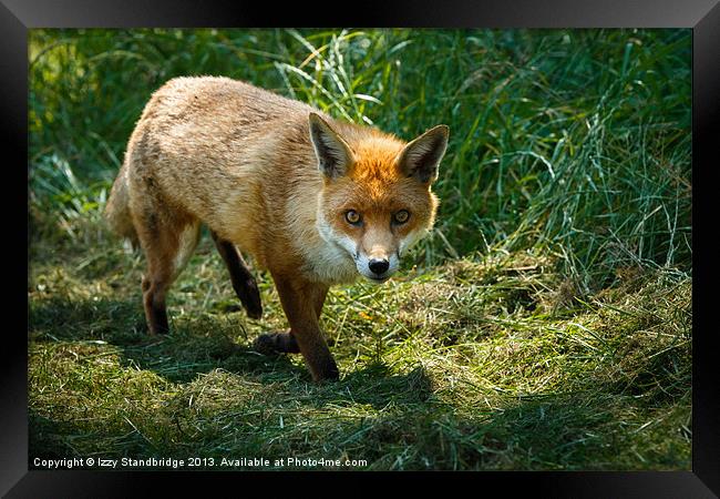 Fox in the grass Framed Print by Izzy Standbridge